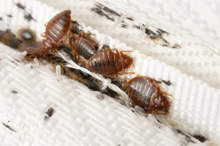 bed bugs remover services in rwanda