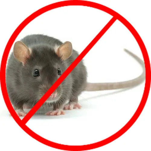 mouse pest control service
