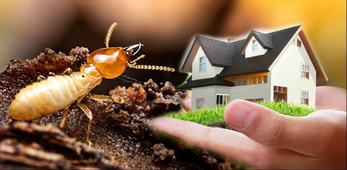 termite pest control service