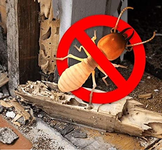 termite